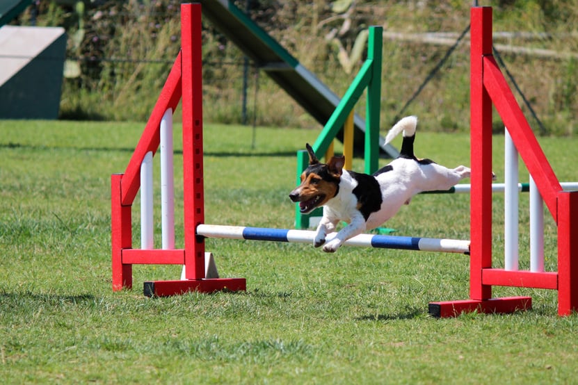 dog agility