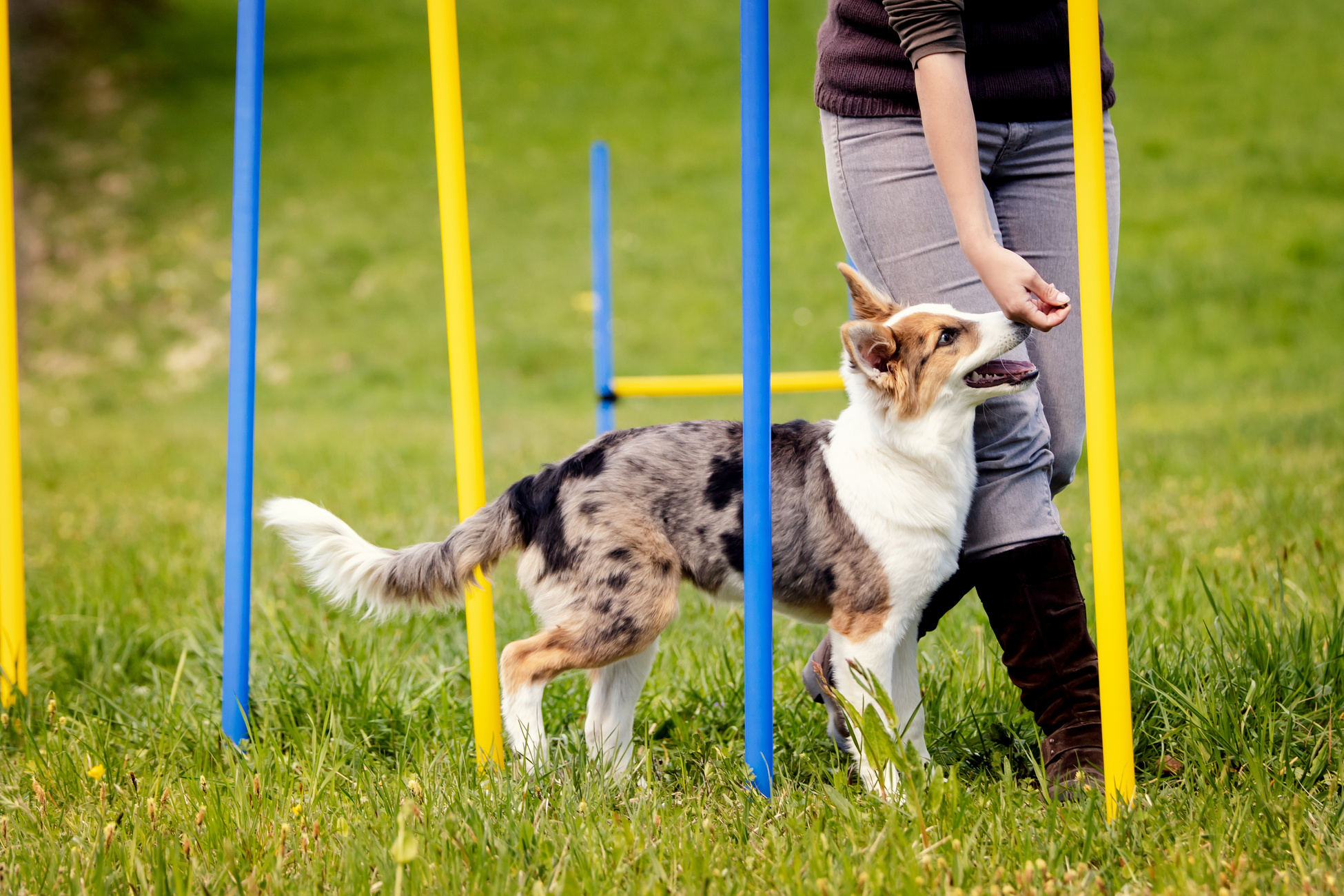 Puppy Dog Training for Agility