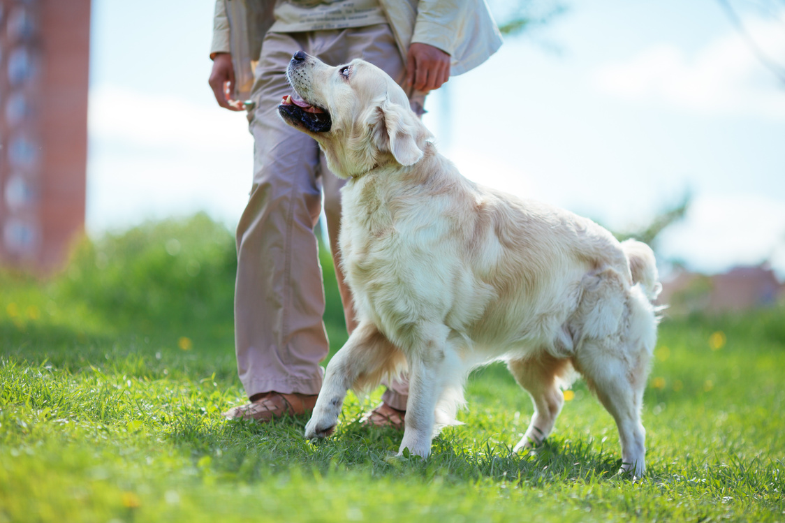 Training with dog